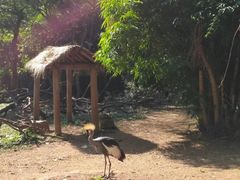 -深圳野生动物园