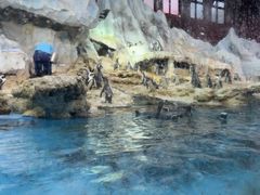 -帝企鹅自助餐厅•儿童岛•真企鹅(长隆企鹅酒店)