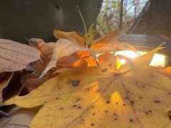 -帽儿山国家森林公园