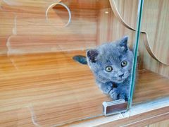 -猫十亿·布偶金渐层·曼基康矮脚猫舍(青年路店)