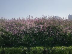 -群力丁香公园