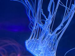 -上海海洋水族馆