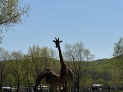 -哈尔滨北方森林动物园