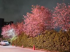 -广东花都湖国家湿地公园