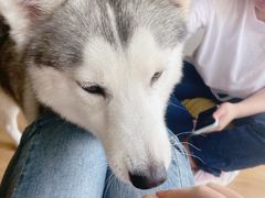 -Husky Go! 哈士奇体验馆·宠物咖啡厅狗咖