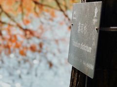 -深圳市中科院仙湖植物园