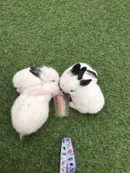 -萌宠亲子动物乐园(槐房万达店)