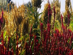 -紫海香堤香草艺术庄园