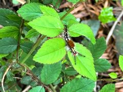-素山寺森林公园
