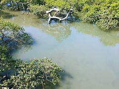 -北海金海湾红树林生态旅游区