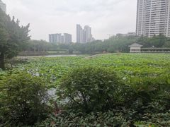 -荔湾湖公园