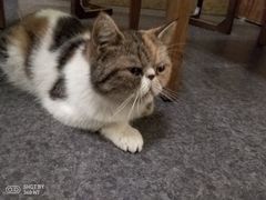 -猫色咖啡·猫咖