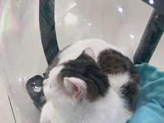 -佳雯宠物医院(金华南路分院)