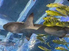 -太平洋海底世界