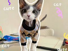 -猫大福·Fortune Cat猫舍(百子湾店)