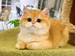 -欣宠猫屋·矮脚拿破仑·蓝金金渐层