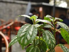 -见山书院