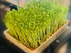 活体豆苗-左庭右院鲜牛肉火锅(浦江欢乐颂店)