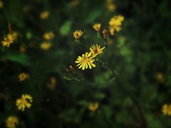 -贵阳市花溪国家城市湿地公园