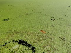 -成都市活水公园