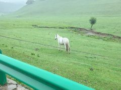 -关山草原