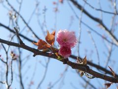 -高东镇樱花园