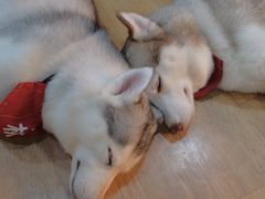 -Husky Go! 哈士奇体验馆·宠物咖啡厅狗咖