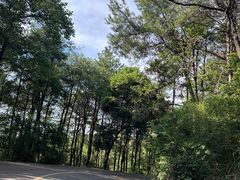 -铁山坪森林公园