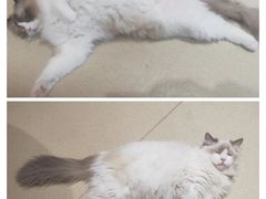 -藏猫猫咖啡主题馆(中央大道店)