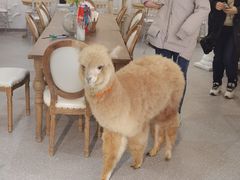 -共舞时光猫咖·狗咖(新街口店)