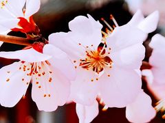 -桃花堤公园