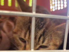 -艾吉宠物医院·疑难杂症转诊中心·猫友好(碧江路院)