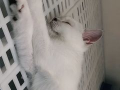 -lincat·猫舍(广州店)