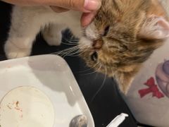 -猫小院猫主题咖啡厅(北锣店)