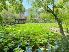 -上海醉白池公园