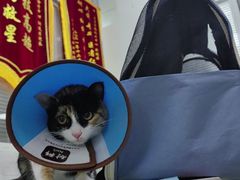 -美美宠物诊疗中心·异宠·骨科(滨江东信分院)