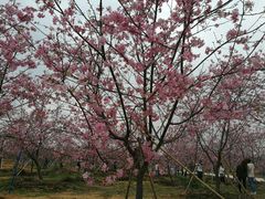 -天适樱花悠乐园