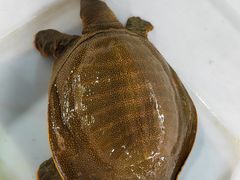 甲鱼-高坎一品甲鱼庄(两河店)