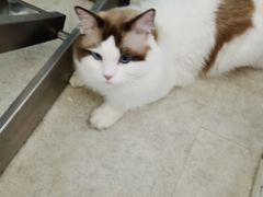 -纳吉亚猫专科动物医院·北北分院
