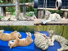 -广州长隆野生动物世界