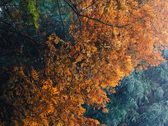 -山王坪喀斯特国家生态公园