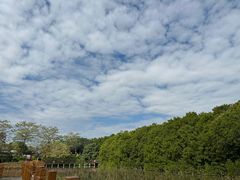-大湾区中央湿地公园