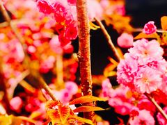 -东台西溪天仙缘景区