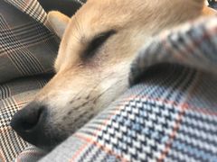 -浣熊柯尔鸭土拨鼠·电玩咖