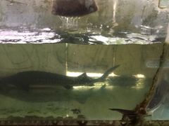 -姚记抚仙湖野生菌石锅鱼庄