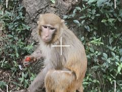 -黔灵山公园