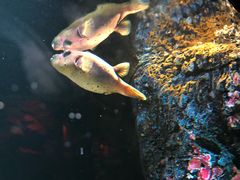 -暹罗海洋世界