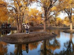 -金塔沙漠胡杨林景区