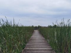 -鄱阳湖国家湿地公园