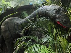 -呀路古热带植物园